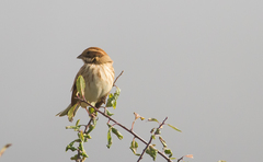 Emberiza schoeniclus