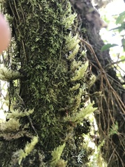 Homaliodendron flabellatum