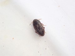 Archeocrypticus topali