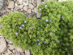 Nolana ramosissima