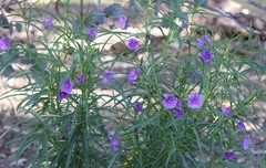 Solanum linearifolium