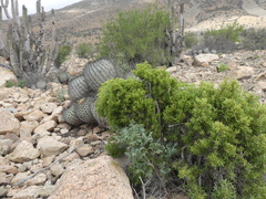 Nolana ramosissima