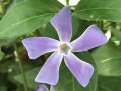 Vinca major