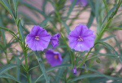 Solanum linearifolium