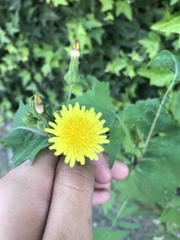 Sonchus oleraceus