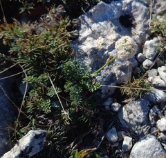 Seseli montanum