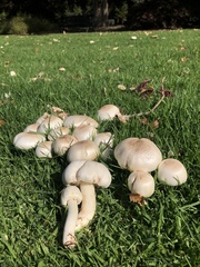 Agaricus xanthodermus