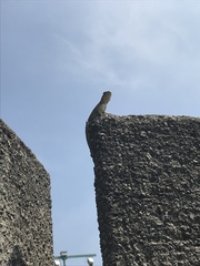 Sceloporus grammicus