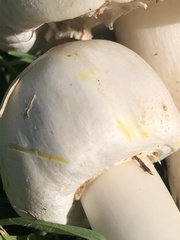 Agaricus xanthodermus