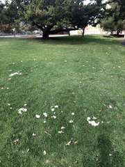 Agaricus xanthodermus