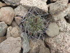 Eriosyce paucicostata