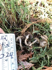 Agaricales