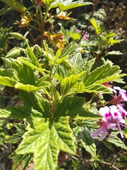 Pelargonium citronellum