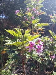 Pelargonium citronellum