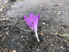 Colchicum chalcedonicum