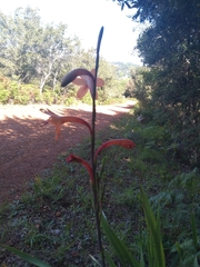 Watsonia tabularis