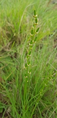Triglochin milnei