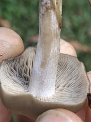 Agaricales