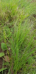 Triglochin milnei