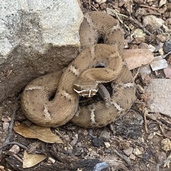 Crotalus willardi willardi