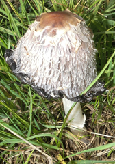 Coprinus comatus