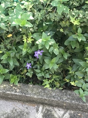 Vinca major