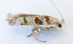 Gnorimoschema octomaculella