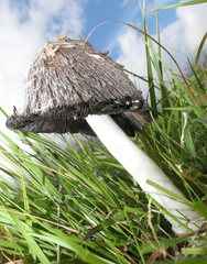 Coprinus comatus