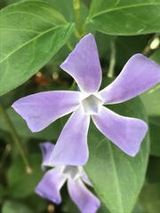 Vinca major