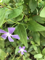 Vinca major