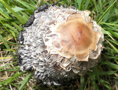 Coprinus comatus