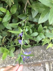 Vinca major