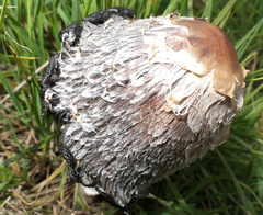 Coprinus comatus