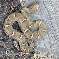 Crotalus willardi willardi