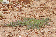 Astragalus kentrophyta elatus