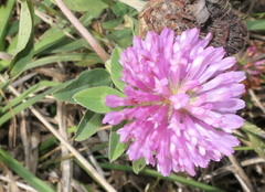 Trifolium pratense