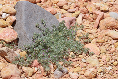 Astragalus kentrophyta elatus