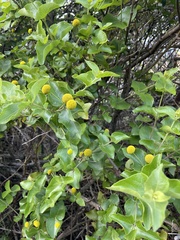 Podanthus ovatifolius