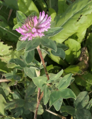 Trifolium pratense