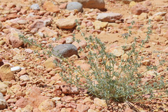 Astragalus kentrophyta elatus