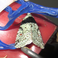 Maliattha concinnimacula