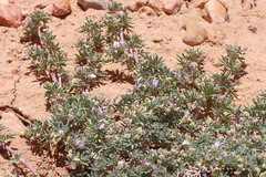 Astragalus kentrophyta elatus
