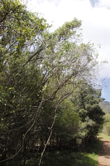 Cynanchum obtusifolium