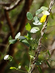 Cynanchum obtusifolium