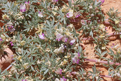Astragalus kentrophyta elatus