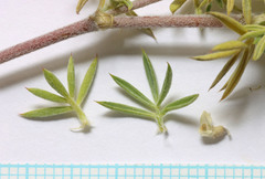 Astragalus kentrophyta elatus