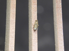 Toxomerus
