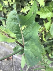 Sonchus oleraceus