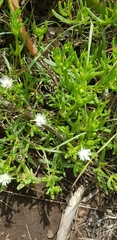 Delosperma lineare