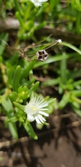 Delosperma lineare